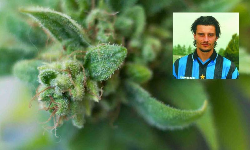 Il pollice verde dell’ex calciatore di Inter e Juve Luigi Sartor: in un casolare 106 piante di marijuana