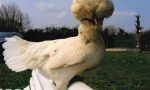 Quaranta galline da "concorso di bellezza" rubate a Cassano: ritrovate a Fagnano