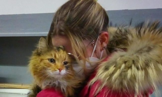 Gattina torna a casa dopo un mese e mezzo: trovata a Caronno Pertusella