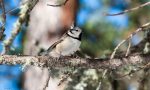 Studi in corso sulla "star" del Parco Pineta, la cincia dal ciuffo