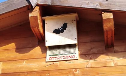 Gerenzano, i pipistrelli hanno ora una casa al Parco degli Aironi