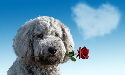 San Valentino, tutti i modi per dirsi "Ti amo"