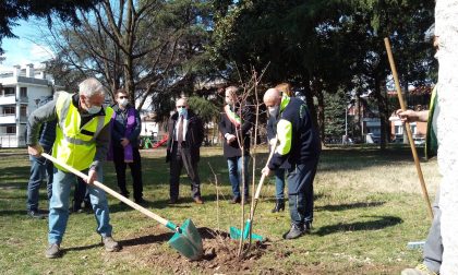 Vittime del Covid, un albero dell'Asst Valle Olona nel "Parco per la Vita" di Busto