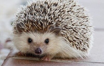 Finisce il letargo, l'assessore di Ceriano: "Attenzione agli animali in strada"