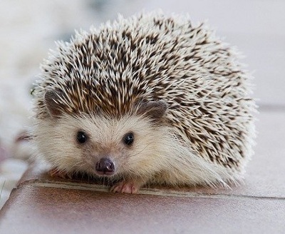 Finisce il letargo, l’assessore di Ceriano: “Attenzione agli animali in strada”