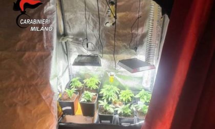 Coltivava marijuana in casa: 18enne arrestato