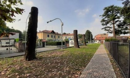 Nuova vita per gli alberi abbattuti a Olgiate: diventeranno sculture