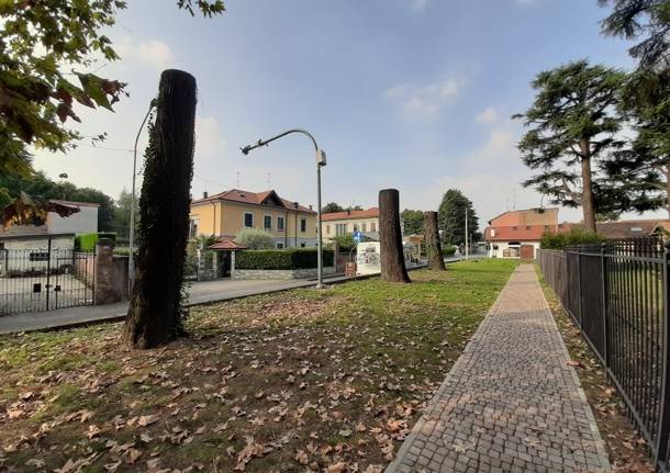 Nuova vita per gli alberi abbattuti a Olgiate: diventeranno sculture