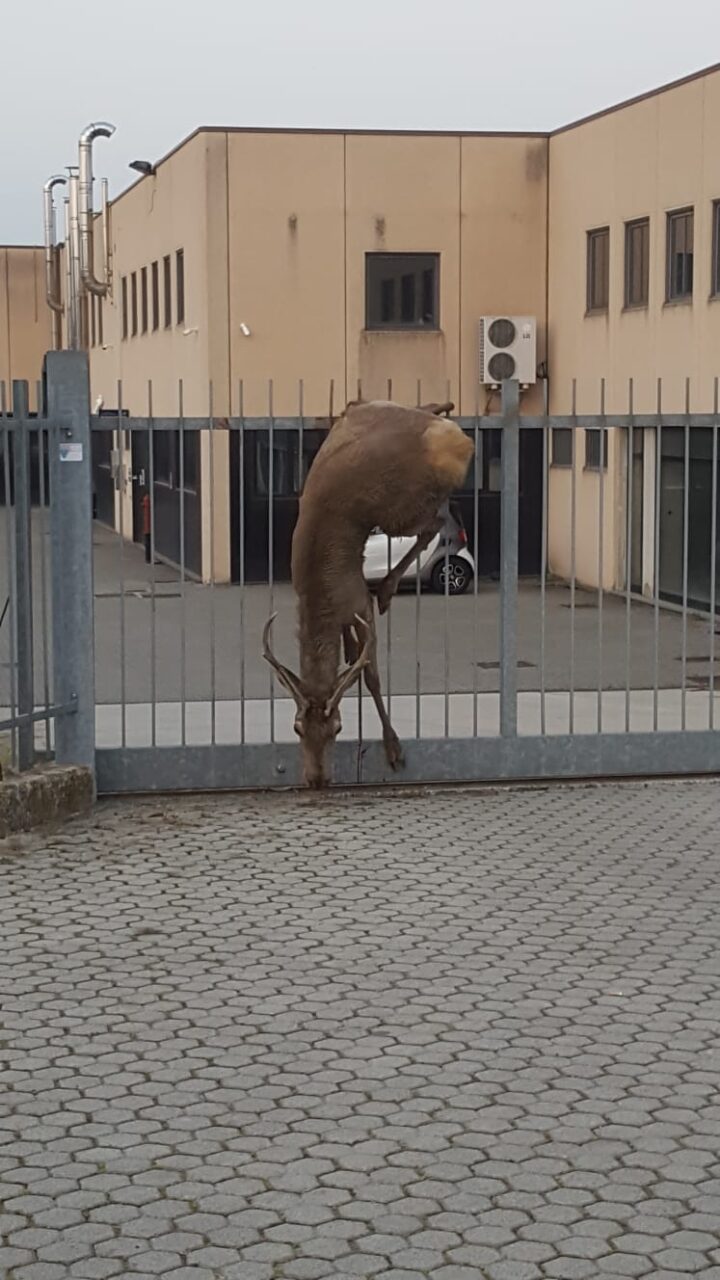 Cervo infilzato in una cancellata di Mozzate: non c’è stato nulla da fare