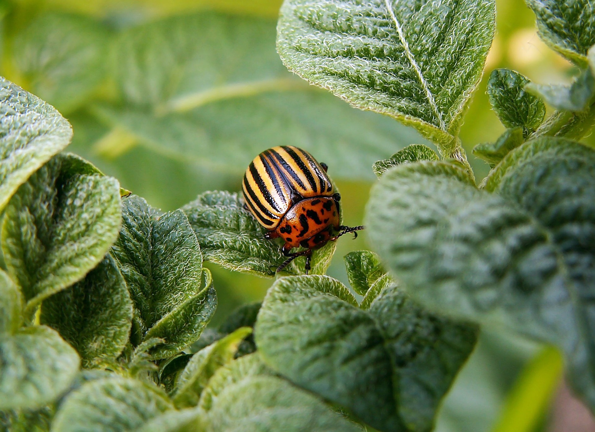 colorado-potato-beetle-582966_1920