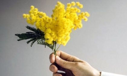 Coldiretti, a Varese oltre 6 su 10 regalano  la mimosa: tradizione più forte dell’emergenza
