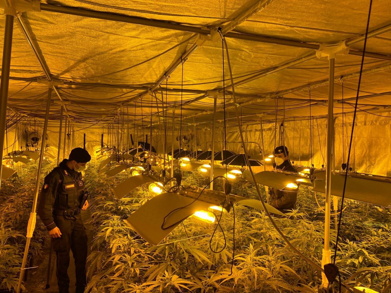 piantagione di marijuana gorla