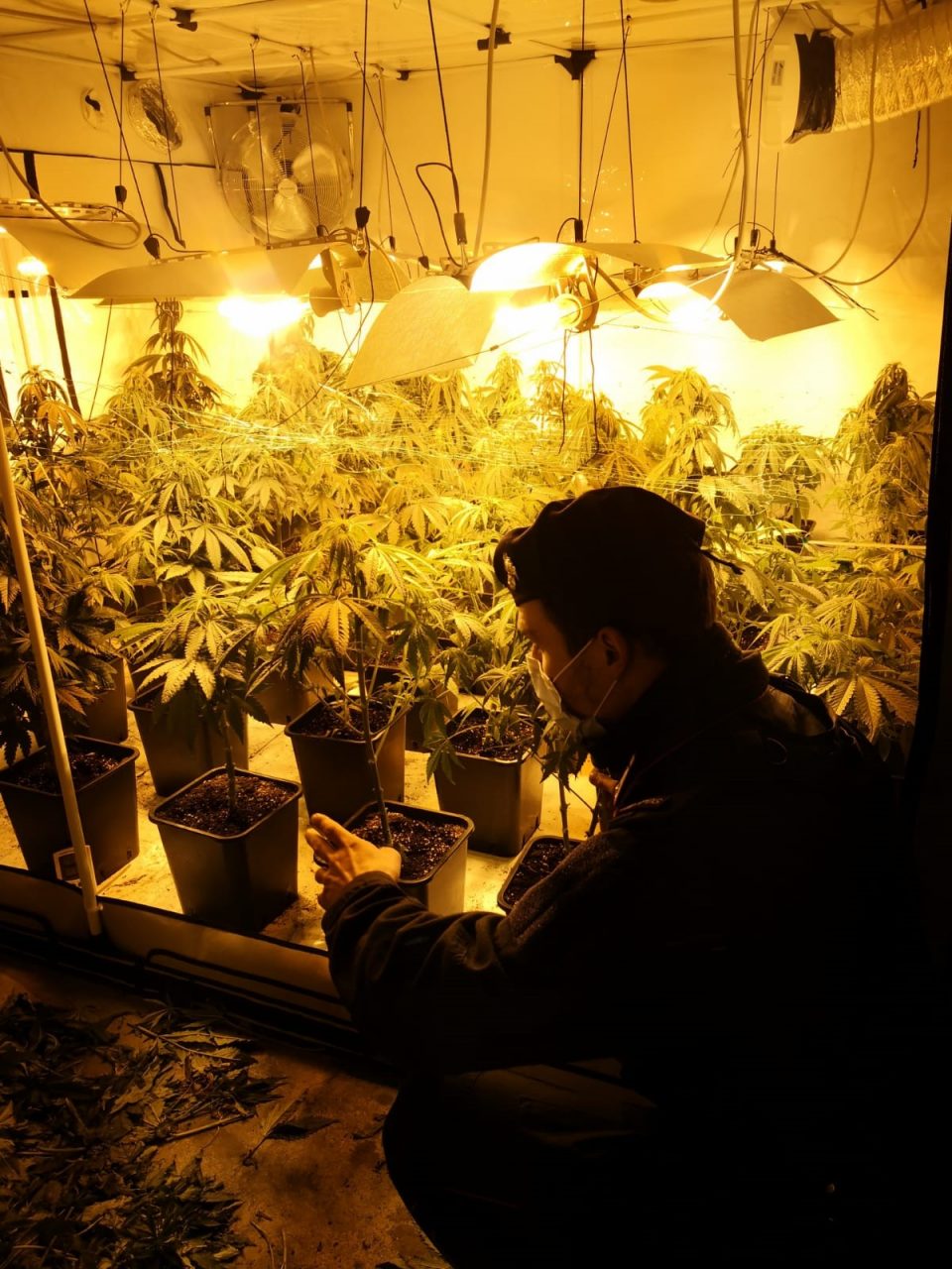 piantagione di marijuana gorla