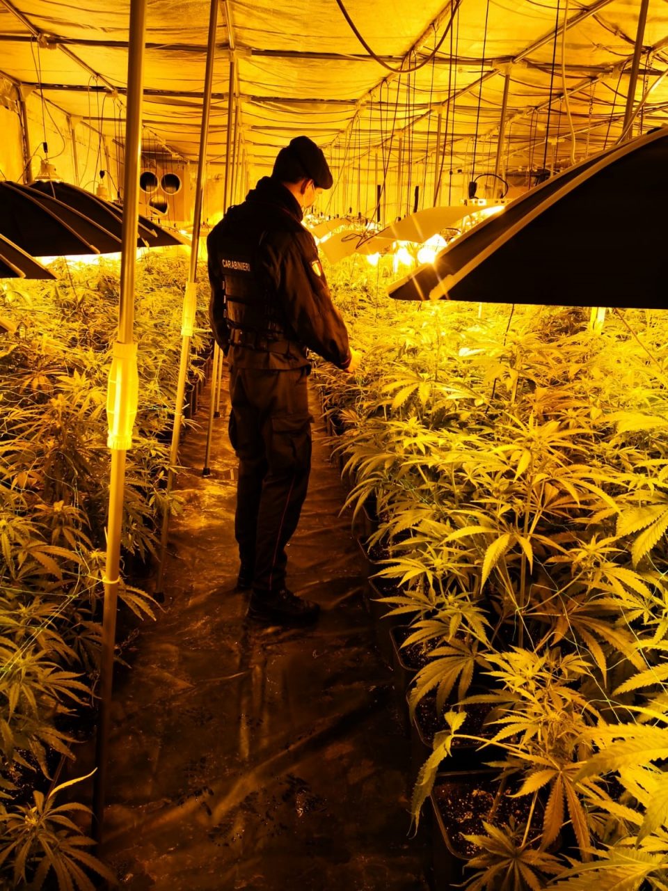 piantagione di marijuana gorla