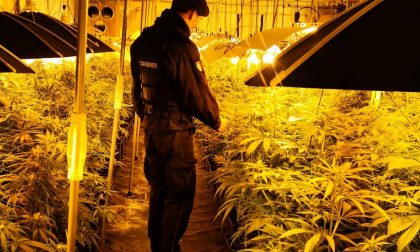 Maxi-piantagione di marijuana in un capannone di Gorla: 627 piantine trovate dall'Arma