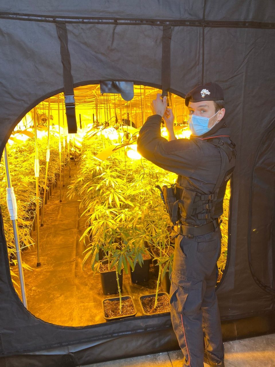 piantagione di marijuana gorla