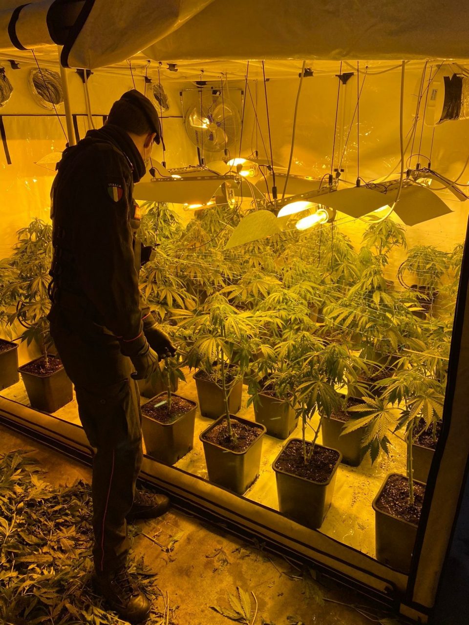 piantagione di marijuana gorla