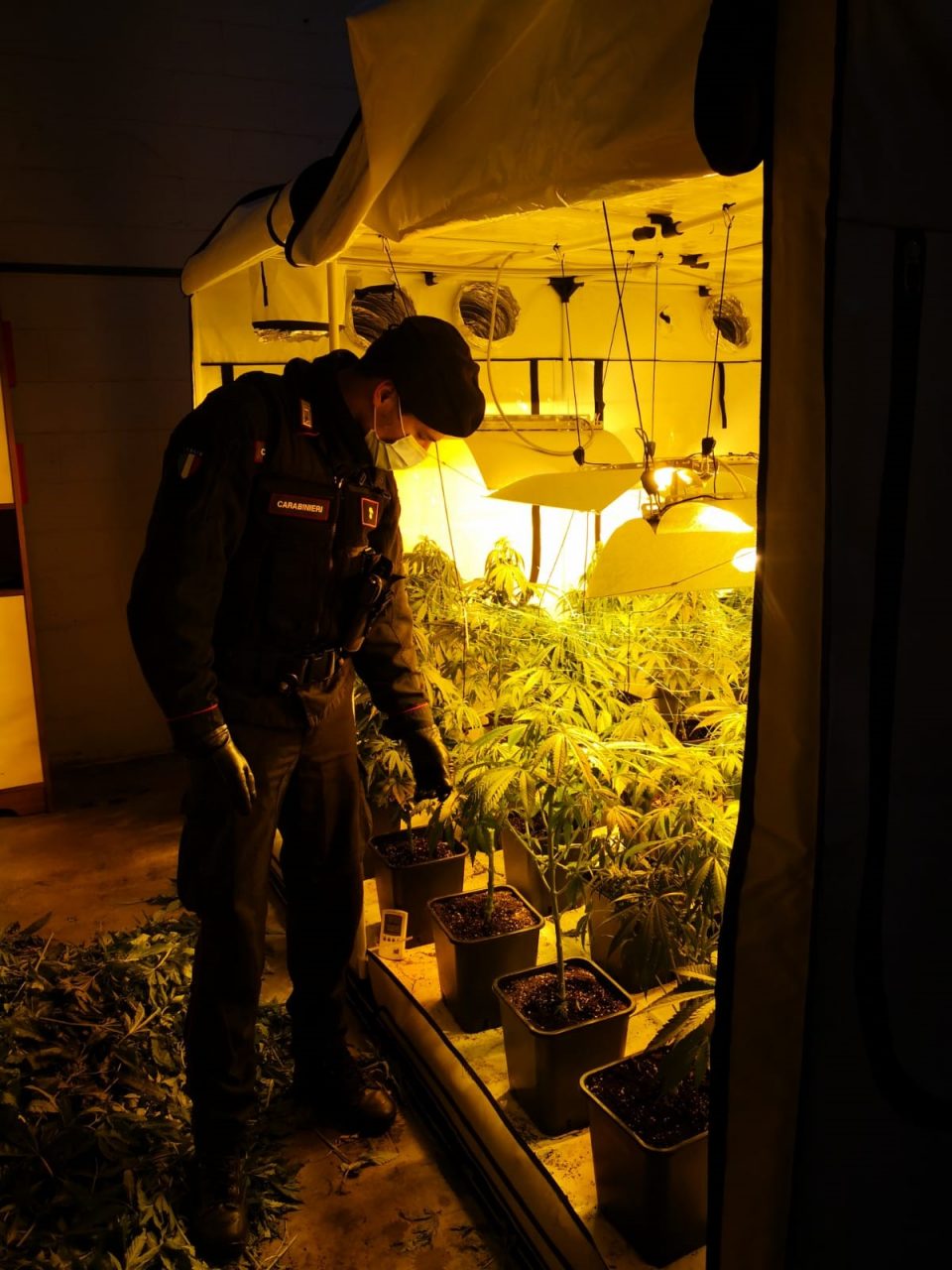 piantagione di marijuana gorla