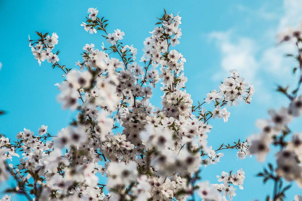 Sabato e domenica torna il “Mercatino di Primavera”