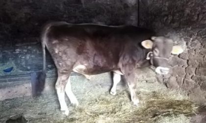 Toro cerca casa: l'appello dell'Enpa dopo la morte del proprietario