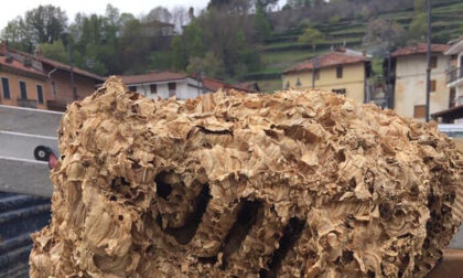Nel campanile della chiesa trovato un alveare gigantesco