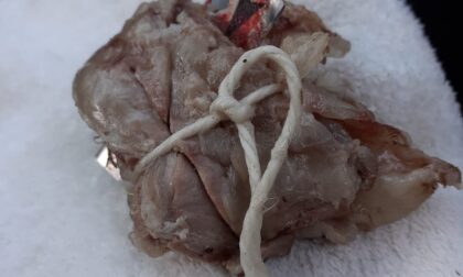 Mozzate, boccone con lame affilate: paura per un cane