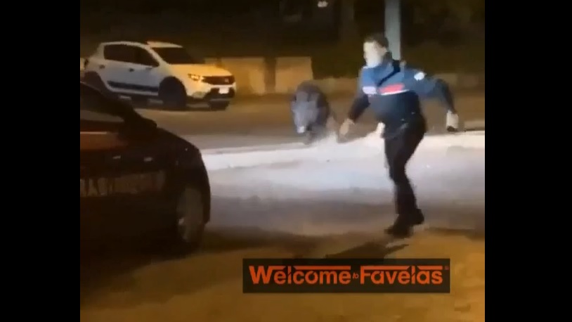 Cinghiale nel parcheggio dell’Esselunga, anche il carabiniere “in fuga”