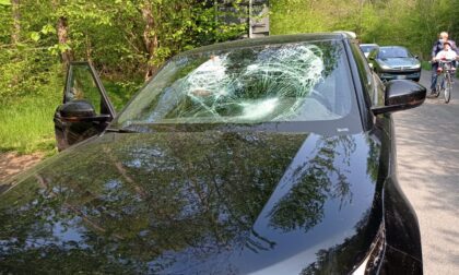 Cislago, auto si schianta contro un daino: animale deceduto sul colpo