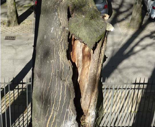 Alberi malati, abbattute le tre querce di via Biffi a Saronno
