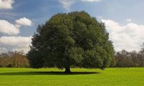 134mila euro per i 262 alberi monumentali della Lombardia