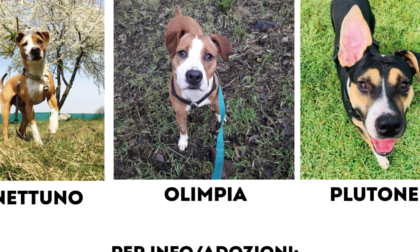 Otto cani in cerca di nuove famiglie a Cogliate