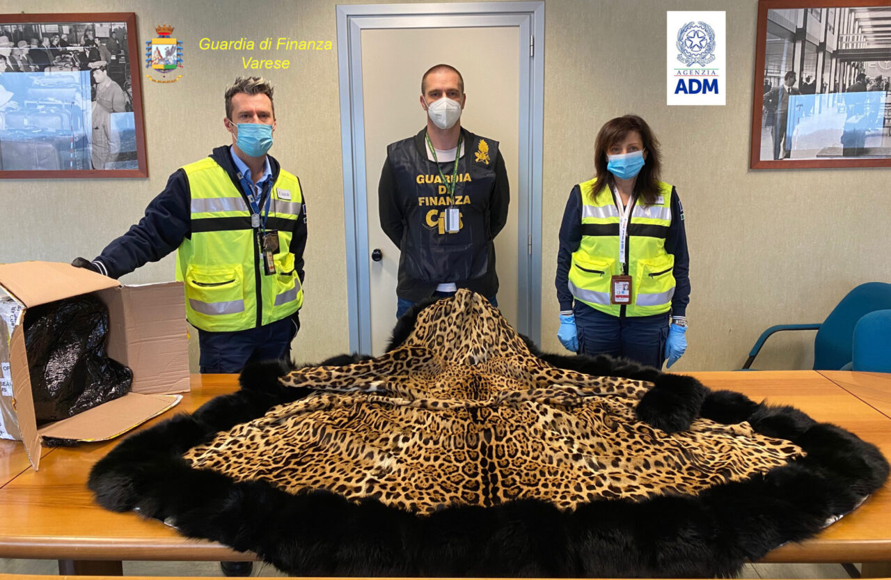 Pelli di giaguaro, corallo blu e borsa in pelle d’alligatore intercettati e sequestrati a Malpensa