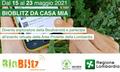 Bioblitz Lombardia partecipa anche il Parco Lura