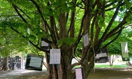 “Io albero” la mostra al parco dei frati di Saronno