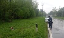 Incidente in Varesina a Cislago, in via Visconta cervo ucciso da un pirata della strada
