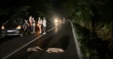 Mandria di cinghiali investita tra Binago e Venegono: sei ungulati morti