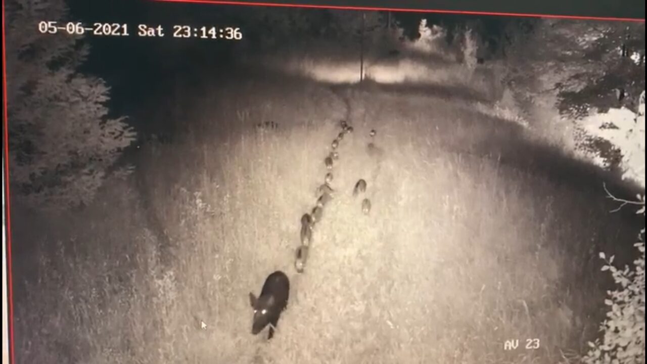 Uno, due… trenta: invasione di cinghiali in un’azienda di Olgiate Comasco