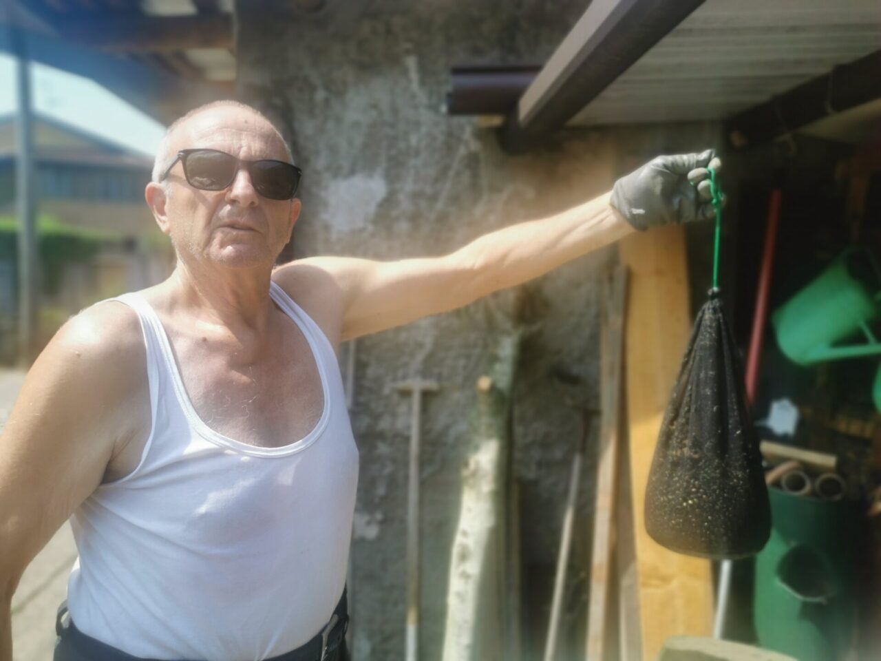 Invasi dalle cimici del Sol Levante. E’ allarme a Tradate: “Vigna e frutteto divorati”
