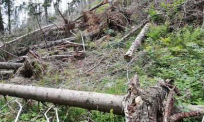 Tempesta Vaia 2018, altri 895mila euro per la Provincia di Varese
