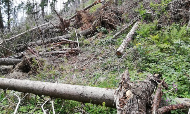 Tempesta Vaia 2018, altri 895mila euro per la Provincia di Varese