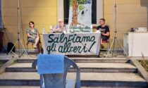 Piazza Mazzini, la sfida di Zanzi e del Comitato: "Il Comune ci faccia fare le analisi sugli alberi"