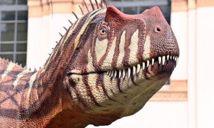 Il "varesotto" Saltriosauro rivive e trova casa a Milano