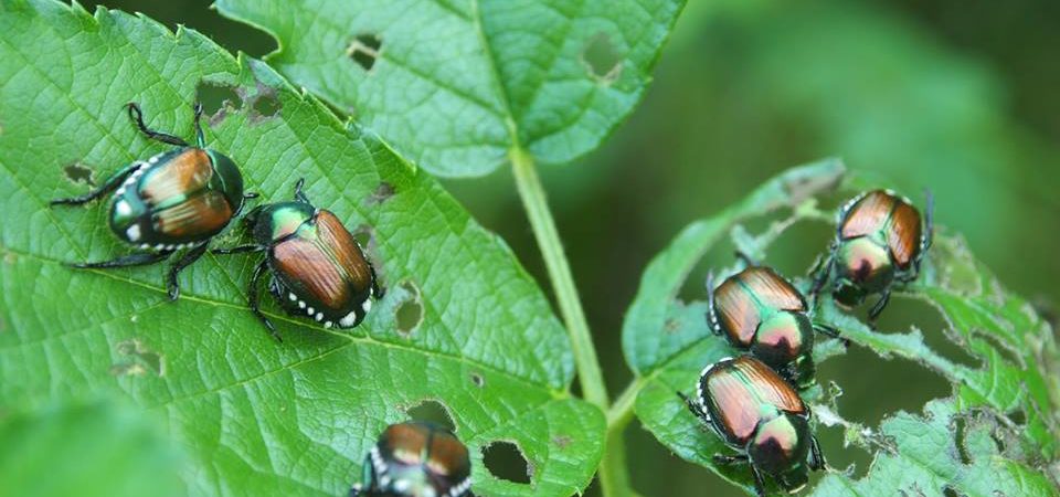 Popillia Japonica, la Regione: “Non usate trappole in maniera autonoma”