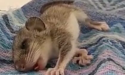 Uomo porta a casa un ghiro e lo copre di antipulci: il cucciolo muore intossicato