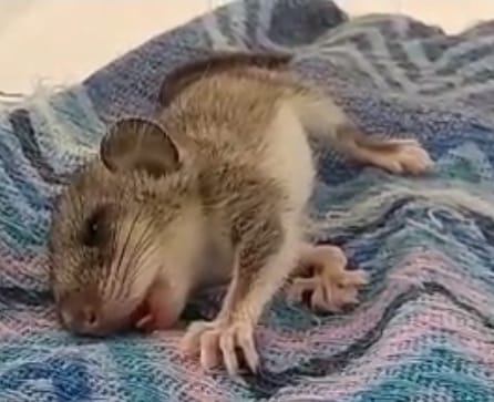 Uomo porta a casa un ghiro e lo copre di antipulci: il cucciolo muore intossicato
