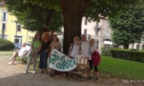 Tac agli alberi di piazza Mazzini,  l'agronomo Zanzi esamina il loro stato di salute