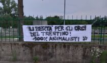 Orsi catturati in Trentino, striscione animalista tra Saronno e Rescaldina