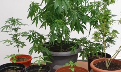 Coltiva piante di marijuana in giardino: denunciato 18enne erbese