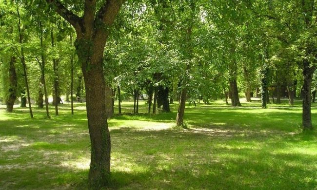 Forestami, anche il Comune di Legnano si impegna ad aumentare il verde urbano