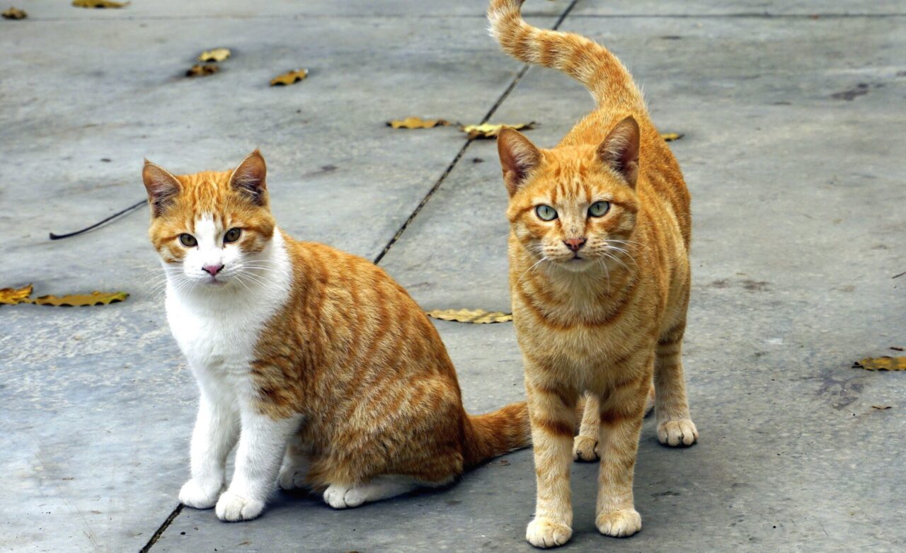 A Caronno multe fino a 500 per chi nutre i gatti delle colonie, gli animalisti insorgono